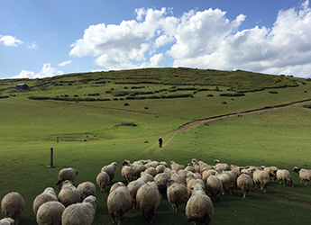 sheep
