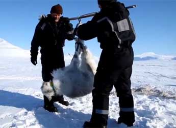 Steve Albon and a colleague weighing a reindeer