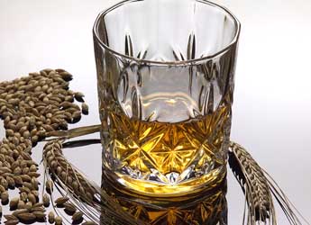 Glass of whisky and barley ears