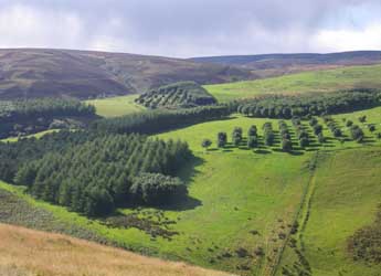 Agroforestry plots at Glensaugh