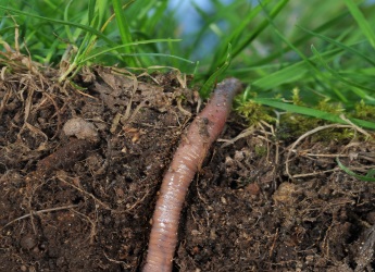 Life in soil (c) James Hutton Institute