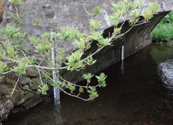 Image showing the Tarland Burn at Tarland Village
