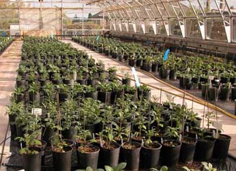 Photograph of the Commonwealth Potato Collection glasshouse