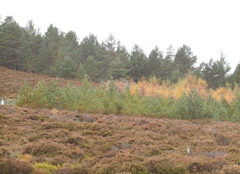Trees colonising moorland
