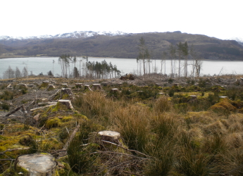 Forestry plot at Lochcarron