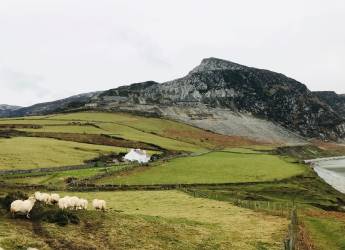 Picture of upland farm with sheep and small farm cottage