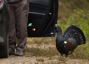 Image of Capercaillie beside car