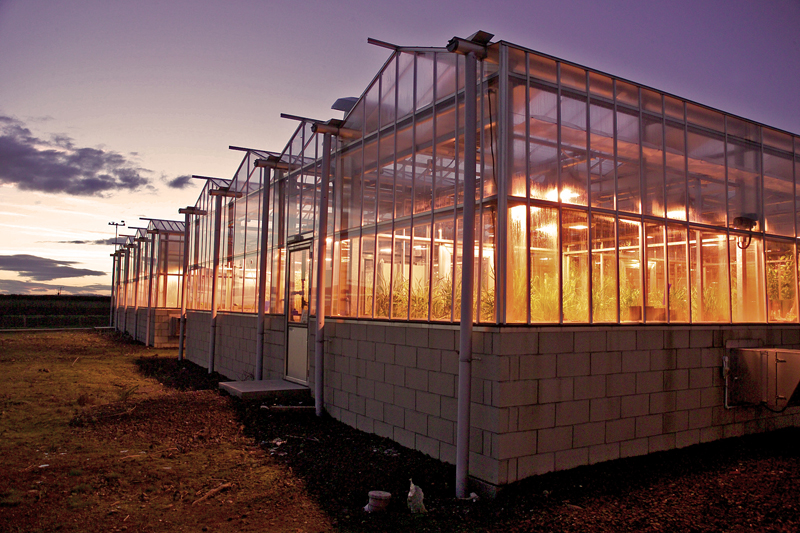 Photograph of Glasshouses on the Dundee site