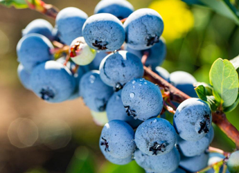 Photograph of Blueberries
