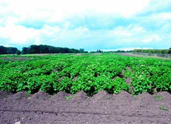 Photograph of a potato field