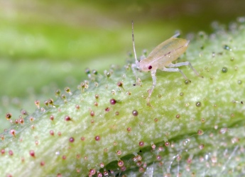 Photograph of a Nymph of Metopolphium dirhodium aphid
