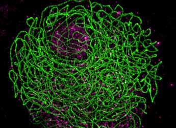 Pairing and synapsis initiation of barley homologous chromosome during meiosis