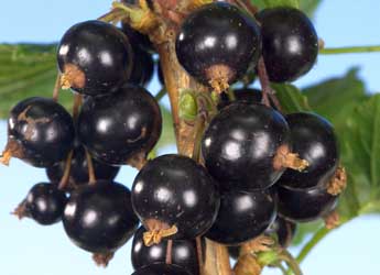 Photograph of Ben Klibreck blackcurrants