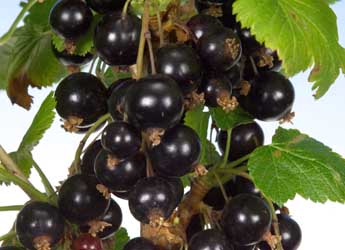 Photograph of Ben Klibreck blackcurrants