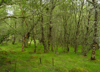 Image showing a chronosequence plot at Craggan