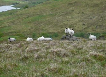 Glen Finglas sheep