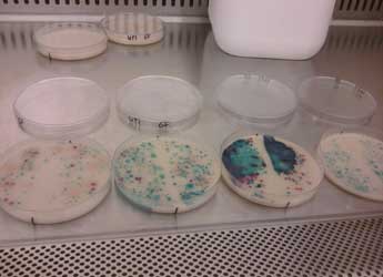 Enterococci and coliforms isolated from soils amended with manure and digestate