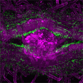 Confocal microscopy image of E.coli bacteria around an emerging lateral root