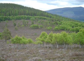 Image showing birch woodland establishing on moorland