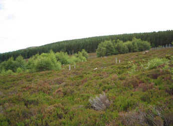 Image showing MILES planted birch plots