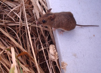 Photograph of a Wood mouse (Apodemus sylvaticus)