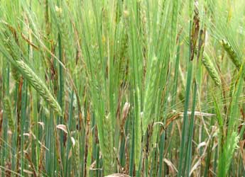 Rhynchosporium infected barley