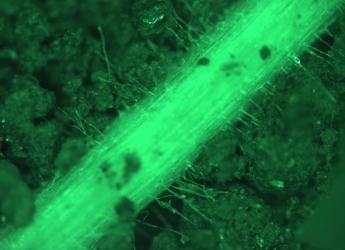 Image showing root hairs enmeshing soil by K Loades