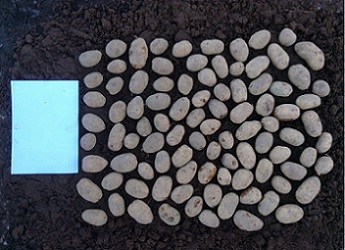 PotatoSize potatoes set up for imaging