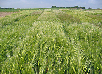 Photograph of barley trials for the AGOEUB project