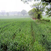 Photograph of a field in the site network (Squire)