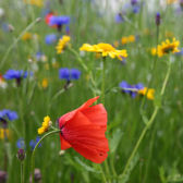 Photograph of cornfield annuals (Squire/Living Field)