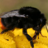 Photograph of bumble bee on tansy flowers (Squire)