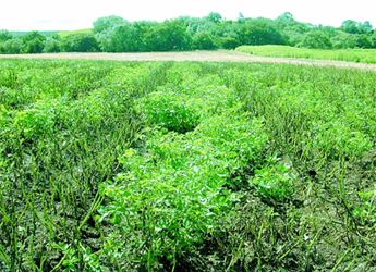 Photograph of a potato field trial for blight resistance