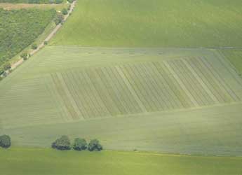 A large plot of wheat mixtures experiment at Balruddery Farm