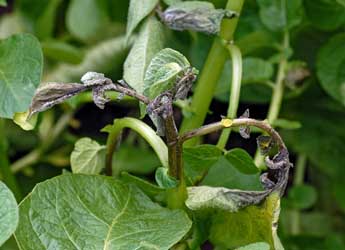 Photograph of late blight on a potato plant