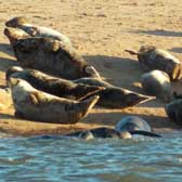 Seals are one source of faecal pathogens in the Ythan Estuary