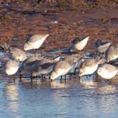 Wild birds as a source of faecal pathogens in water