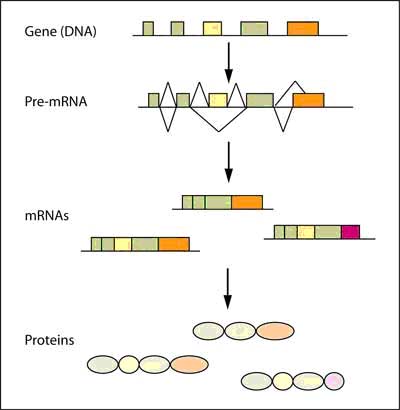 Figure 1: Alternative splicing of pre-mRNA gives rise to different mRNAs and proteins.