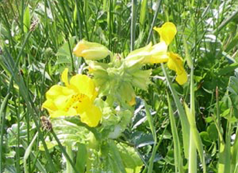 Photograph of typical coastal vegetation