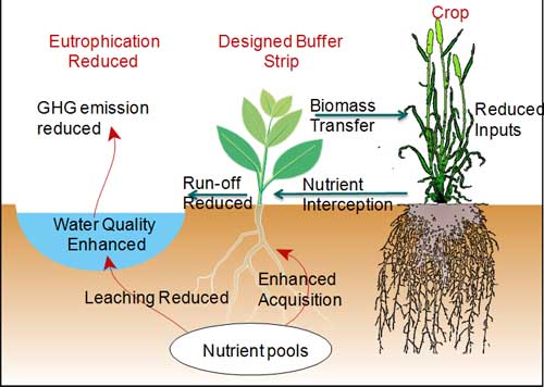 Figure 2: Engineered buffer strip