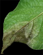 Photograph of Leaf infected with late blight