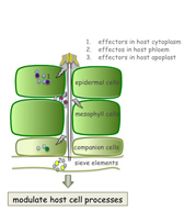 Aphid Effector model