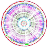 Genome Diagram