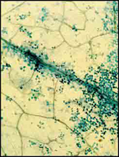Image showing GUS staining