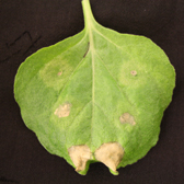 Photograph of leaf showing hypersensitive response