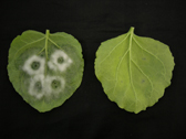 Photograph showing P. infestans infection on leaves