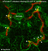 Image showing P. infestans infection