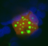 Image of nuclear localisation of PCN effector