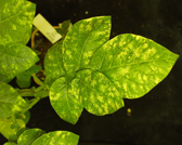 Photograph showing VIGS on potato leaf