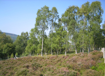 Felled birch plot with planted heather and mature birch plot.